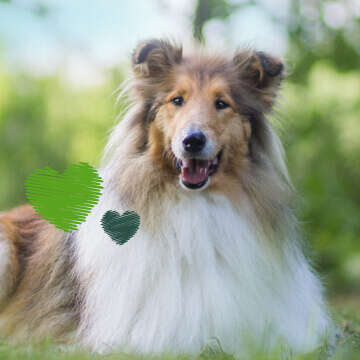 Tierliebe Bubblenavi Hund